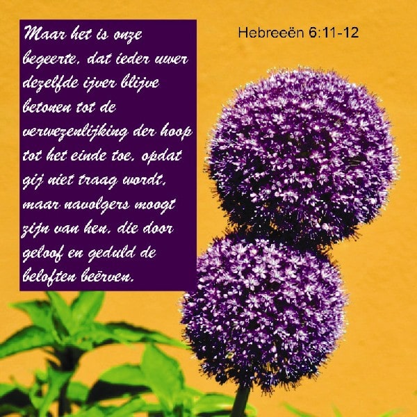 Hebreeën 6:11