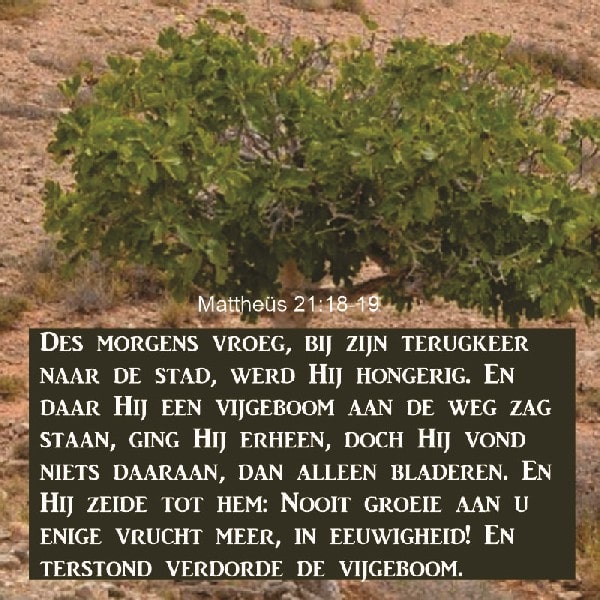 Mattheüs 21:18-19