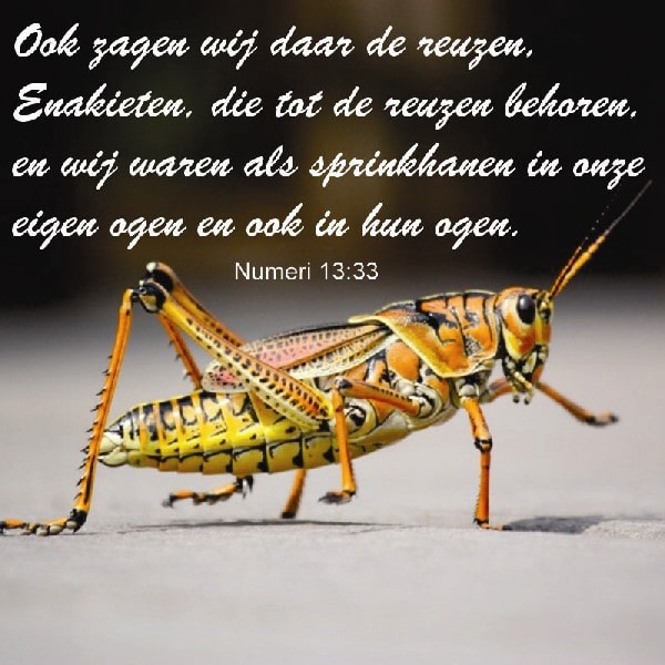 Numeri 13:33
