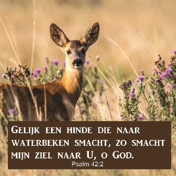 Psalm 42:2