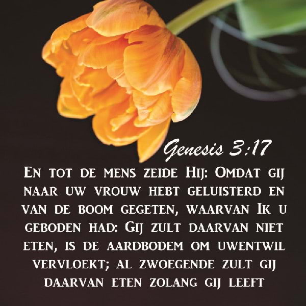 Genesis 3:17