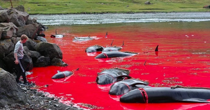 Zee verandert in bloed