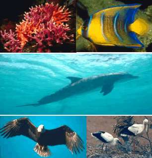 Foto koralen, vissen, dolfijnen en ooievaars